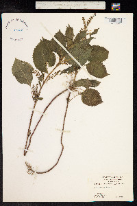 Perilla frutescens image