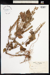 Perilla frutescens image