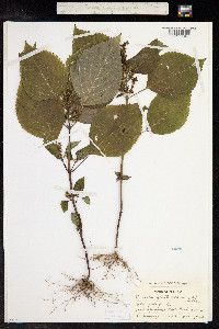 Perilla frutescens image