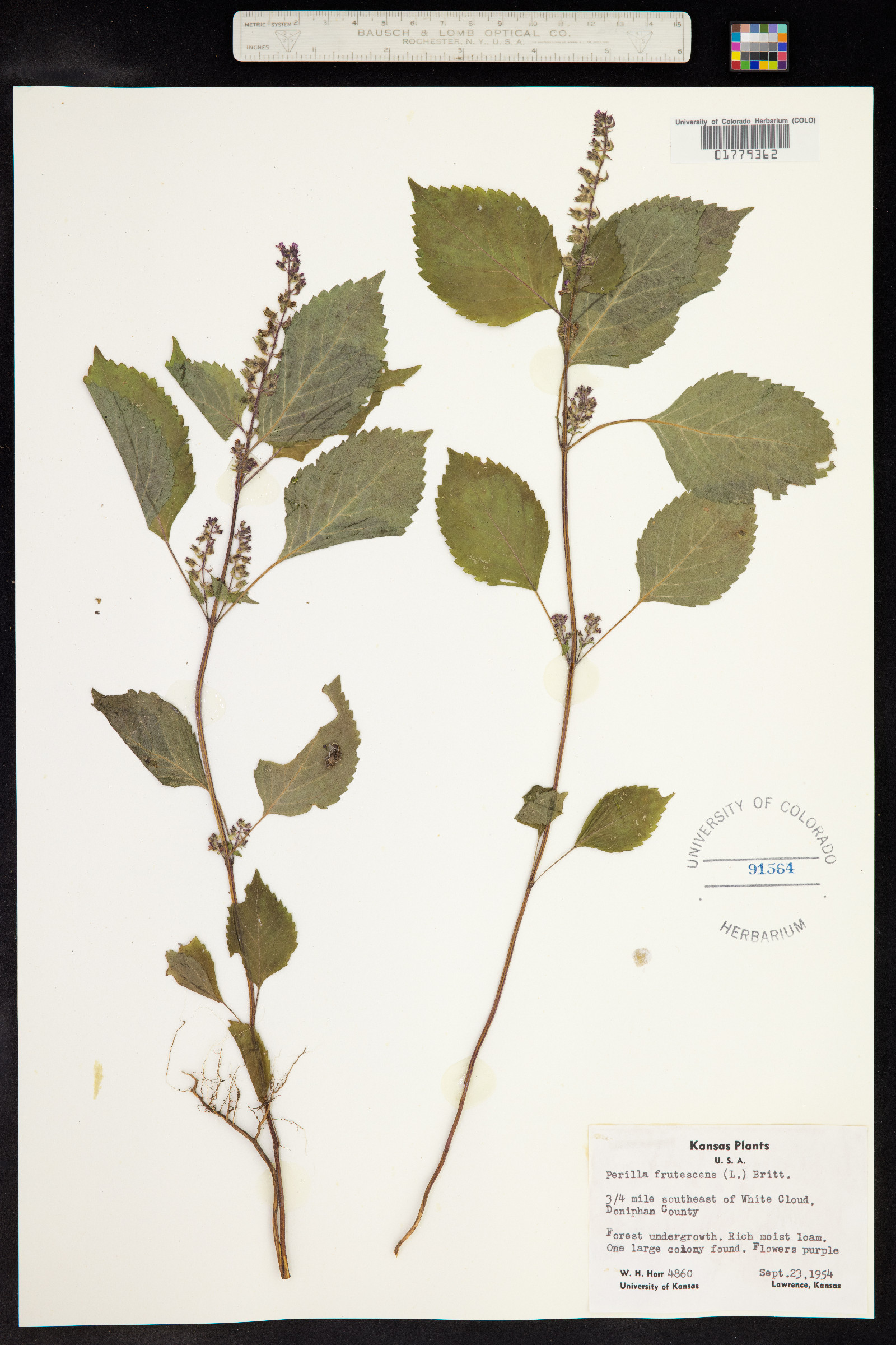 Perilla frutescens image