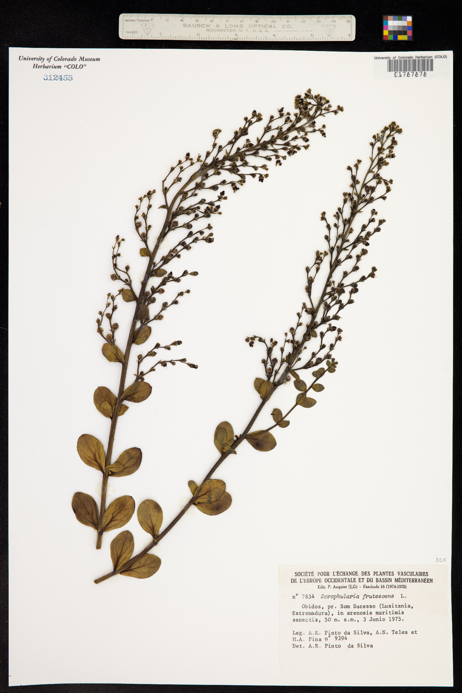 Scrophularia frutescens image