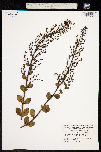 Scrophularia frutescens image