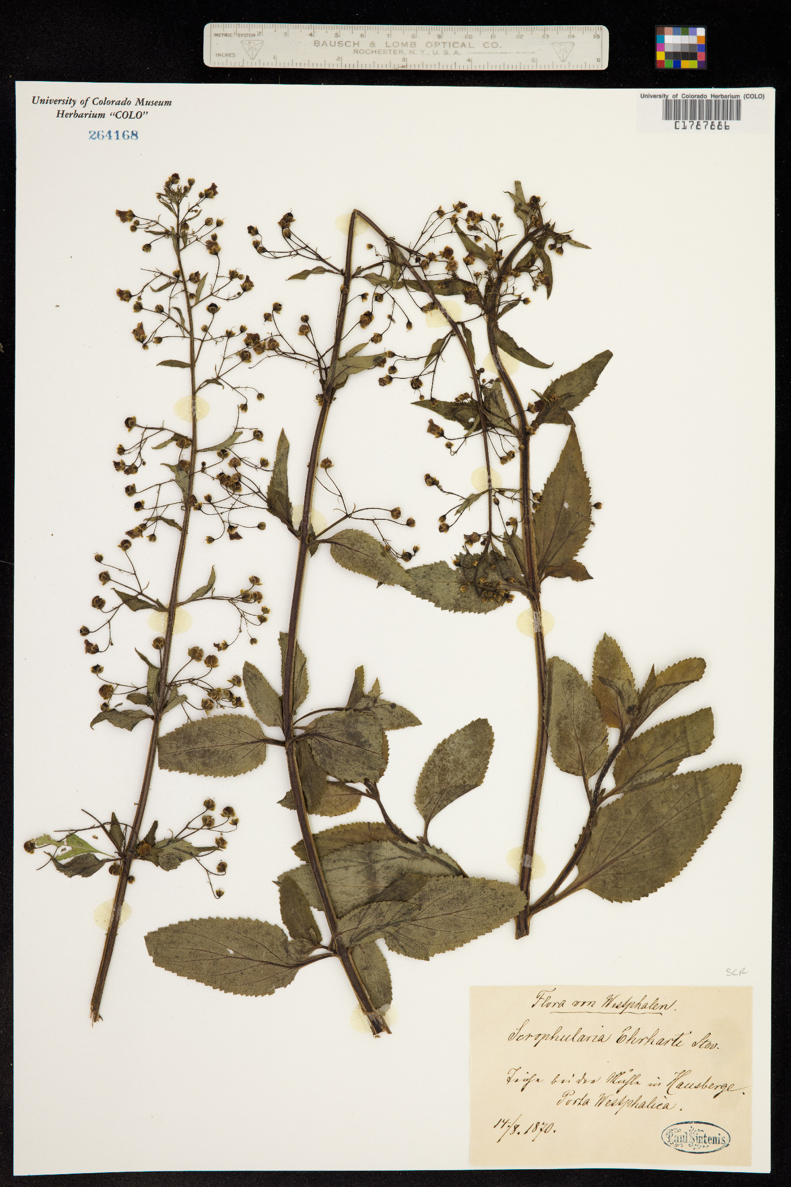 Scrophularia frutescens image