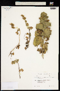 Scrophularia chrysantha image