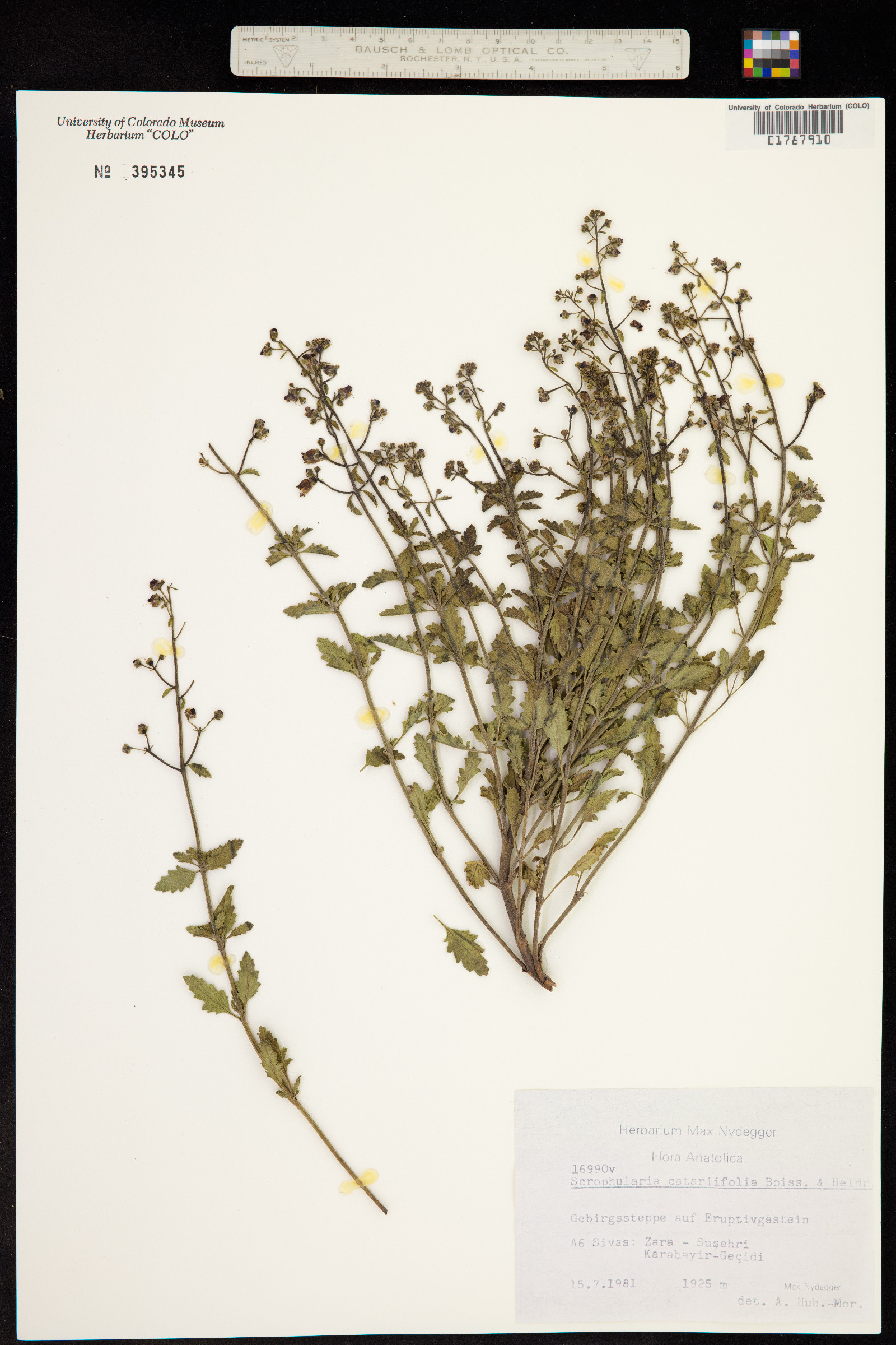 Scrophularia catariifolia image