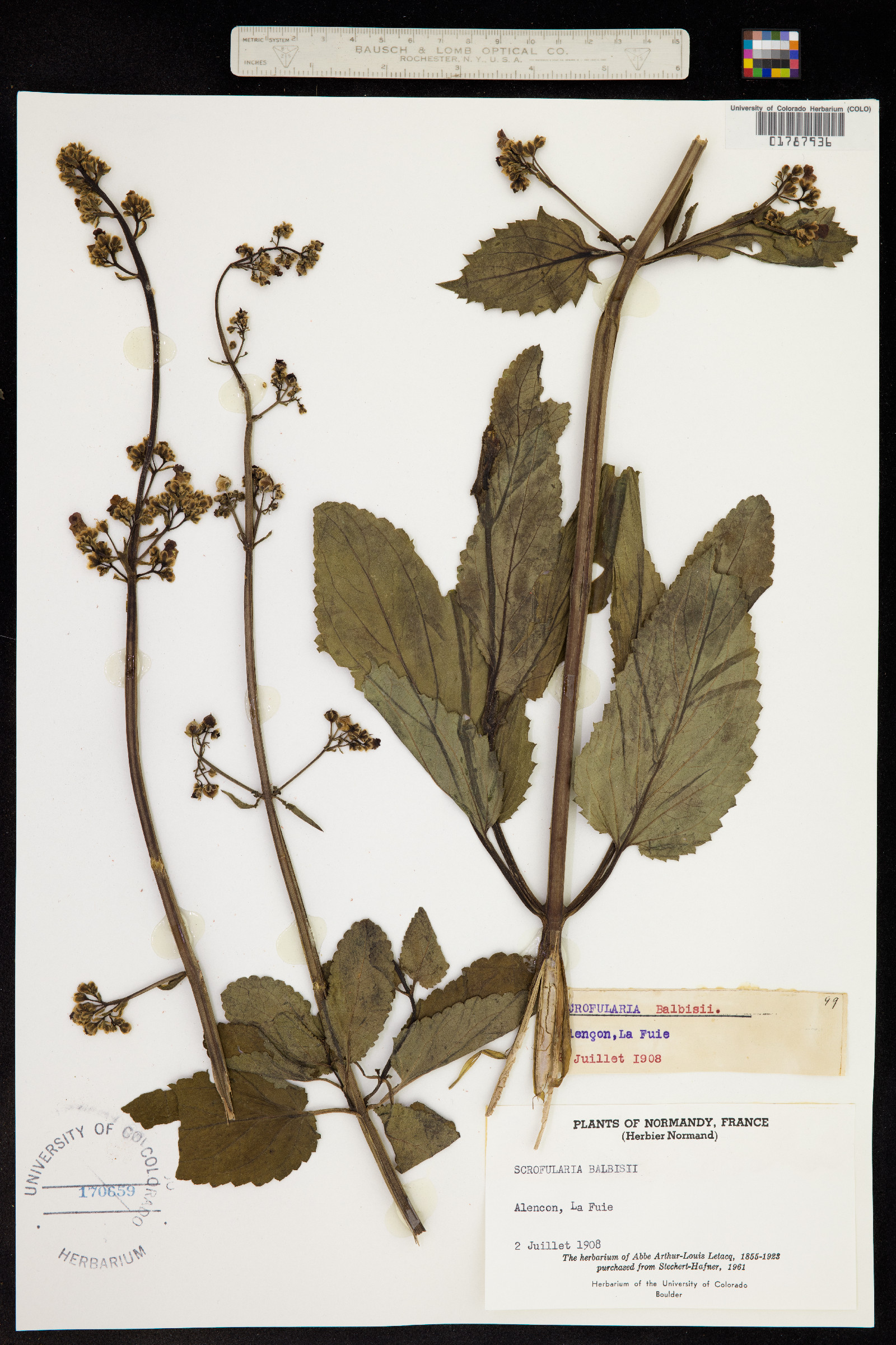 Scrophularia auriculata image