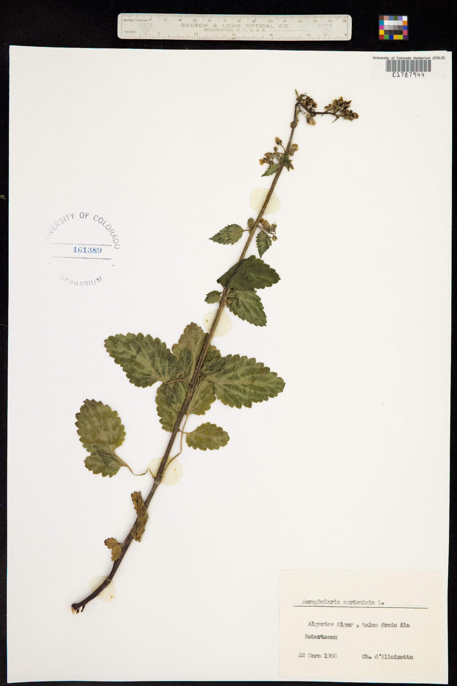 Scrophularia auriculata image