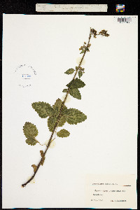 Image of Scrophularia auriculata