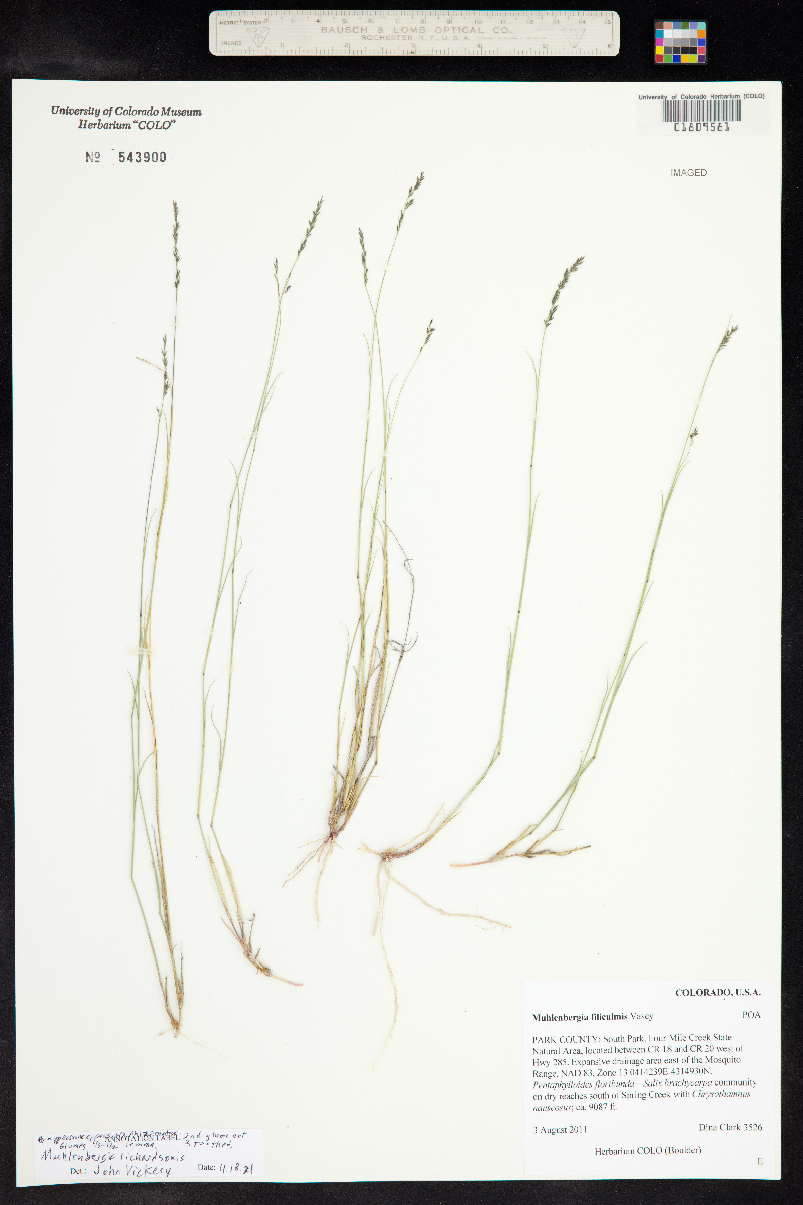 Muhlenbergia richardsonis image