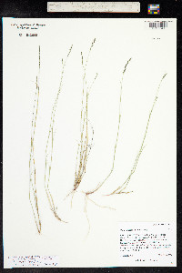 Muhlenbergia richardsonis image