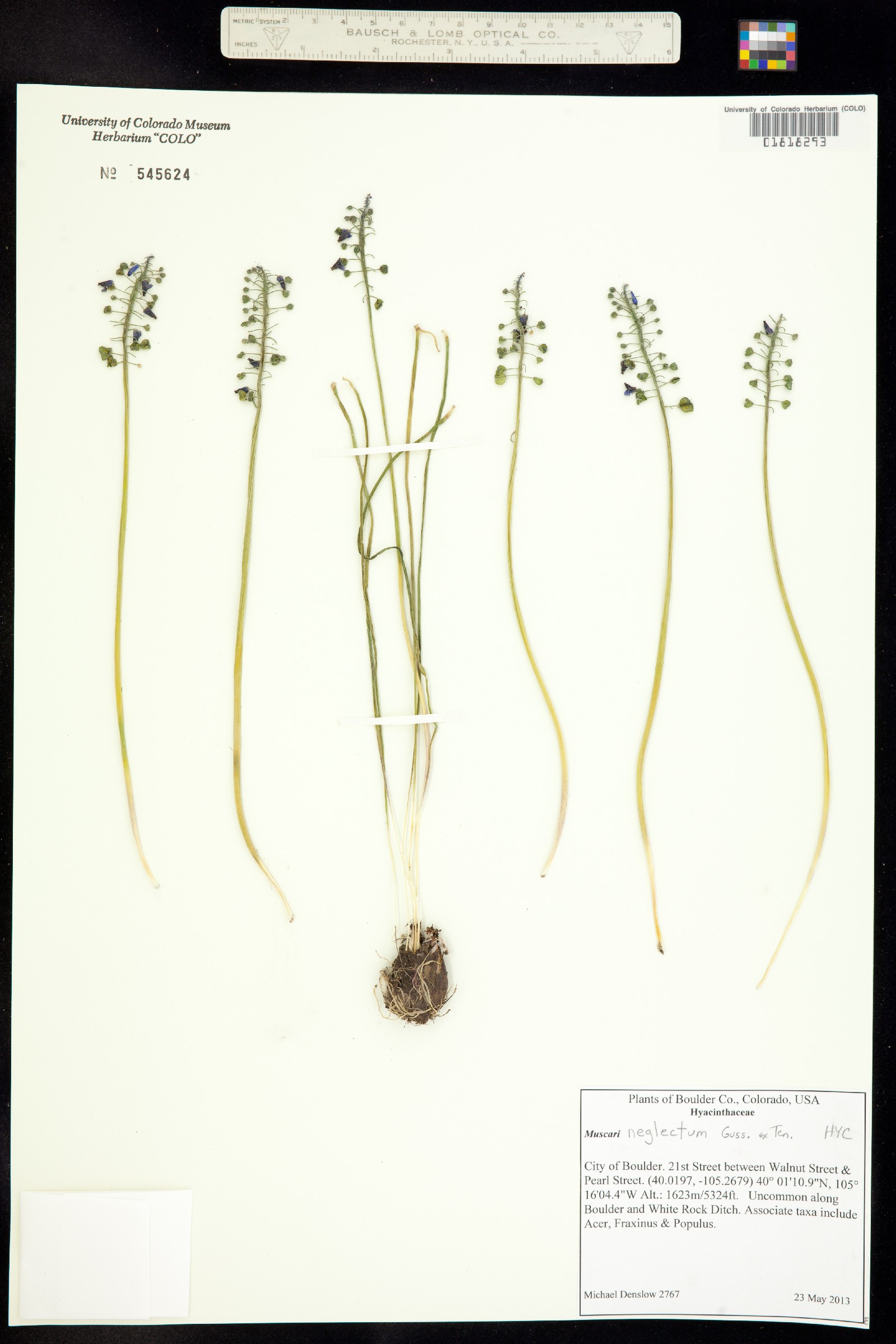 Muscari neglectum image