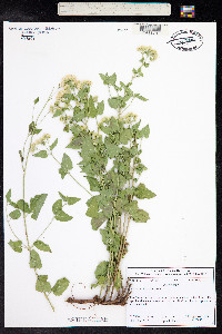 Ageratina herbacea image