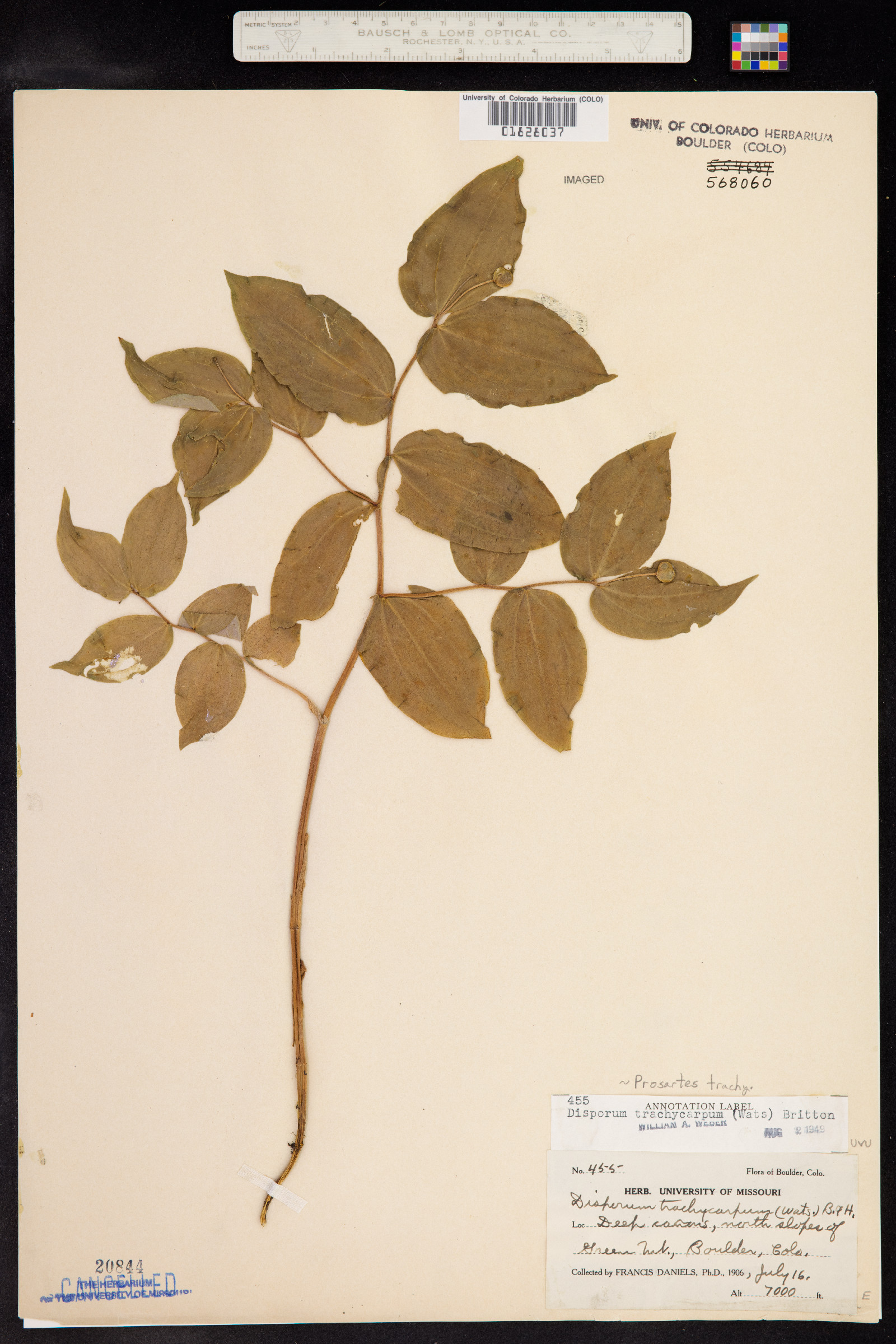 Prosartes trachycarpa image