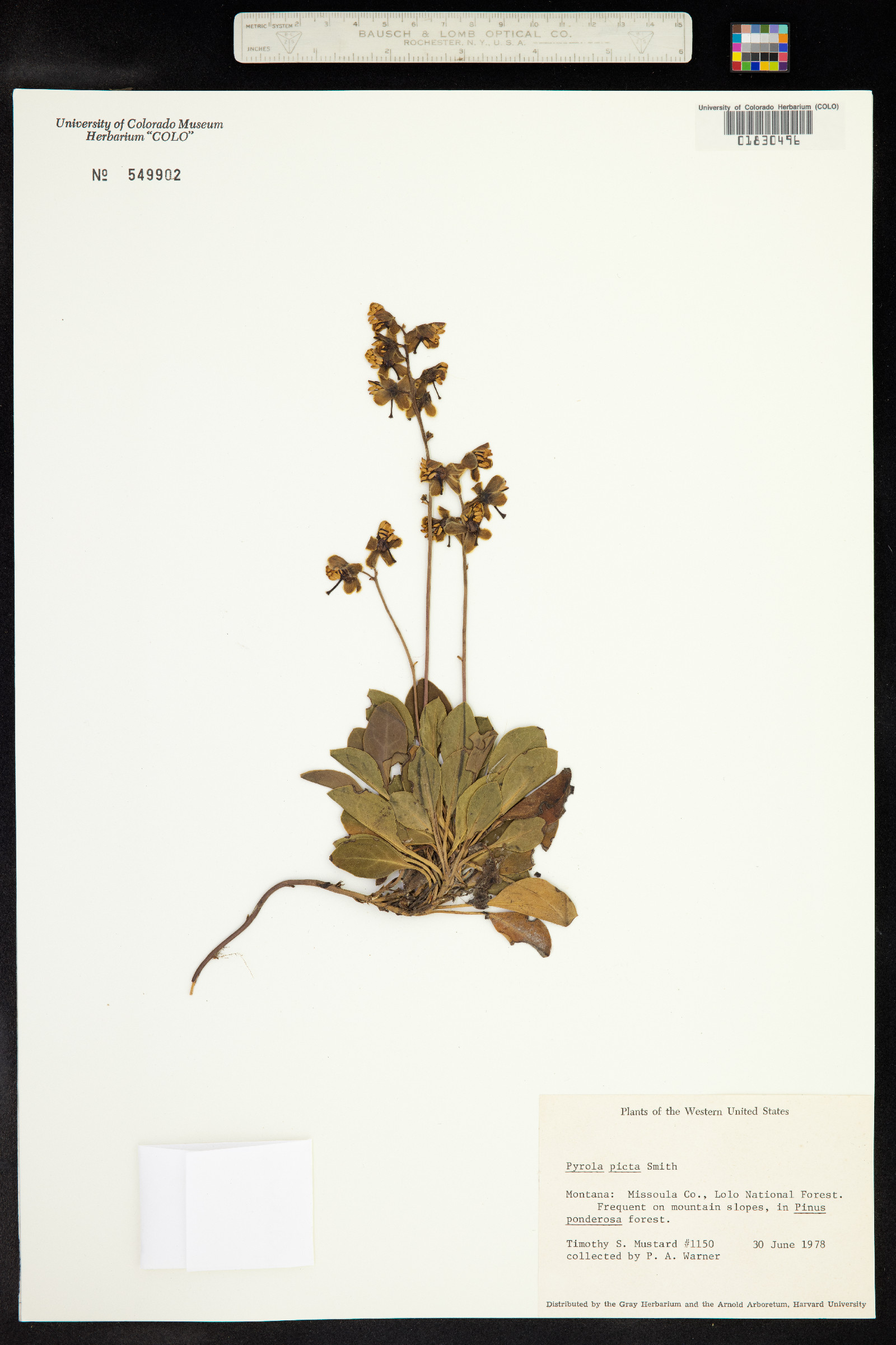 Pyrola picta image