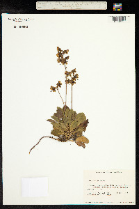 Pyrola picta image