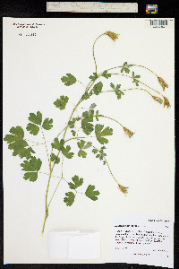 Aquilegia chrysantha image