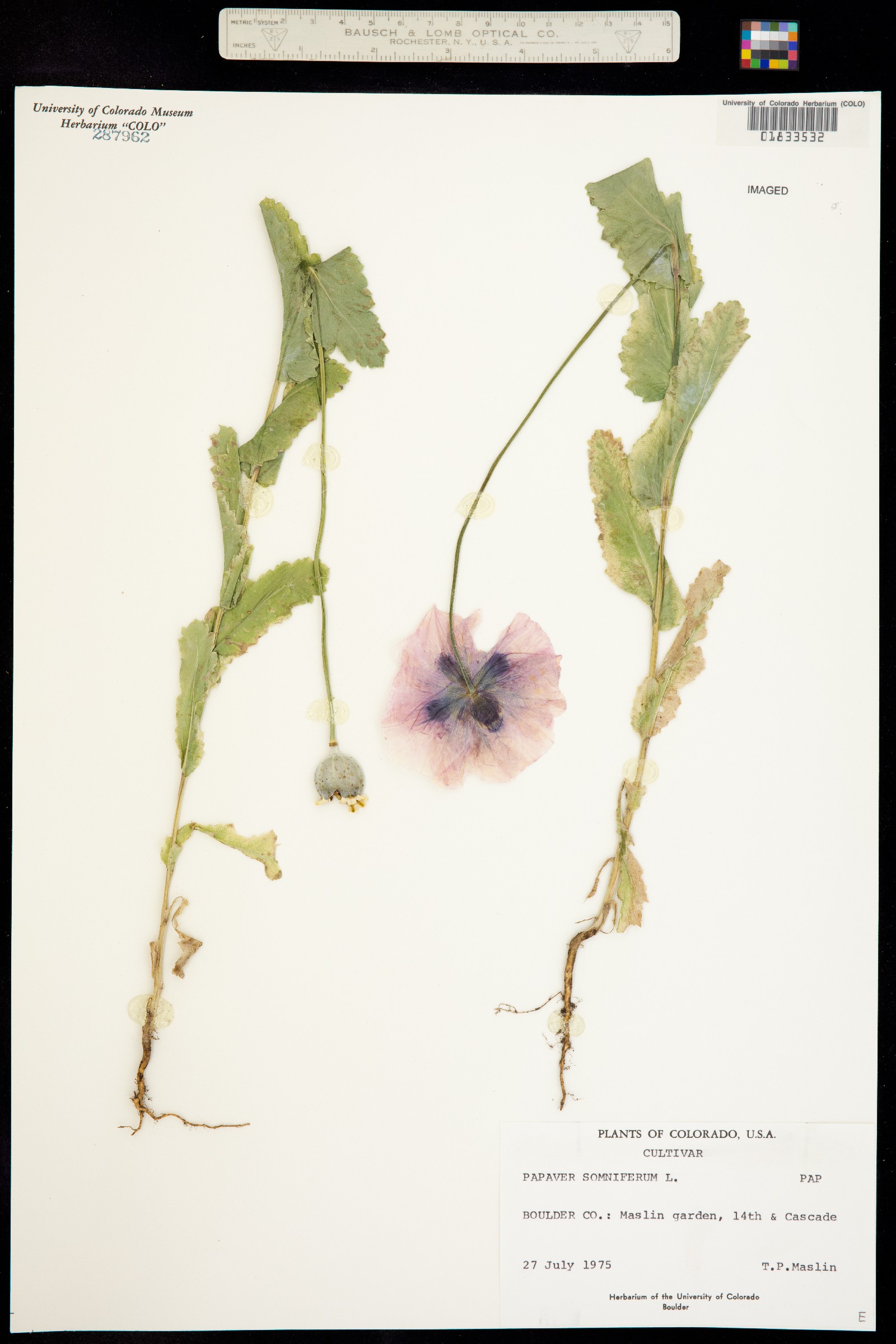 Papaver somniferum image