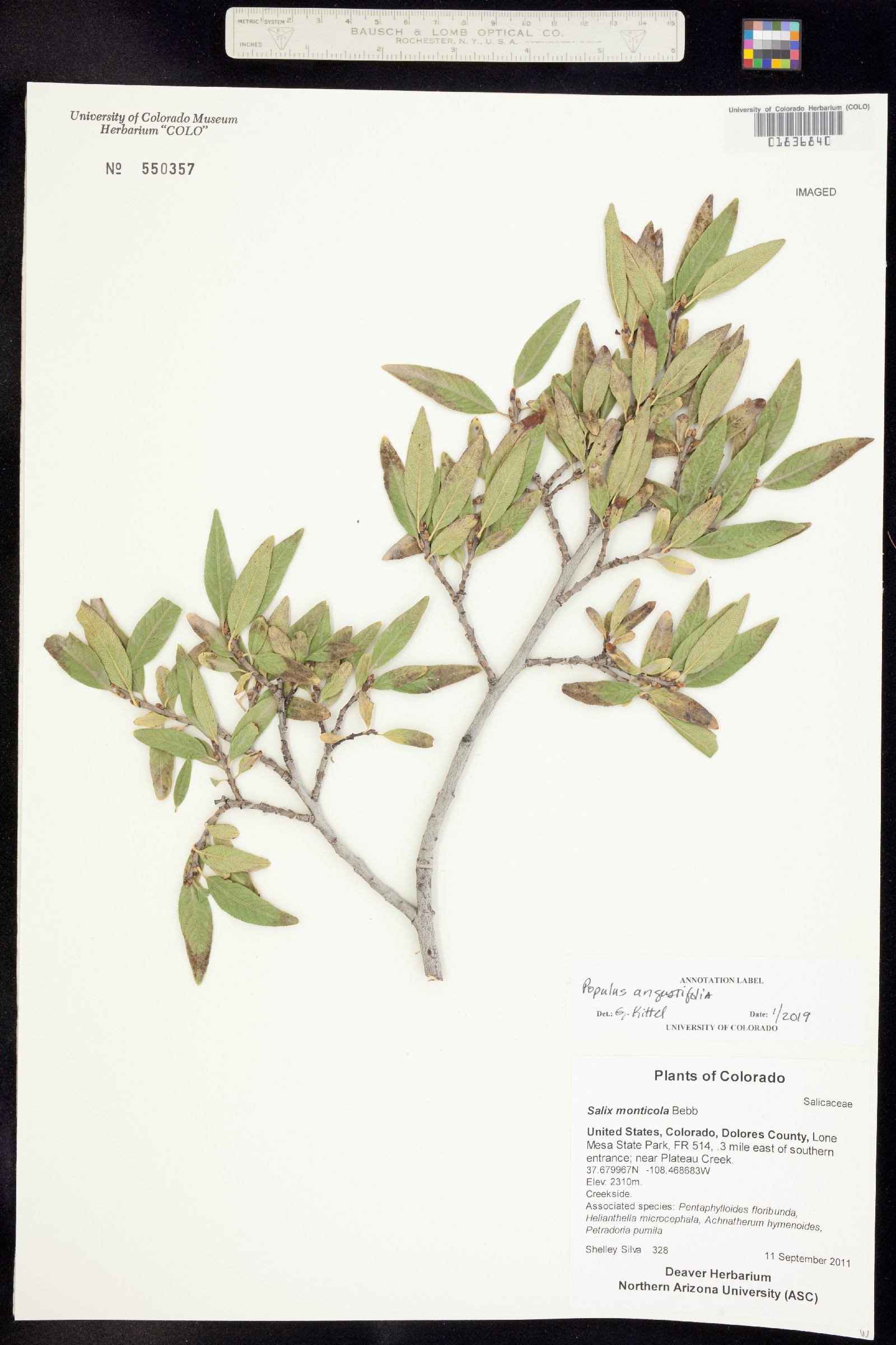 Populus angustifolia image