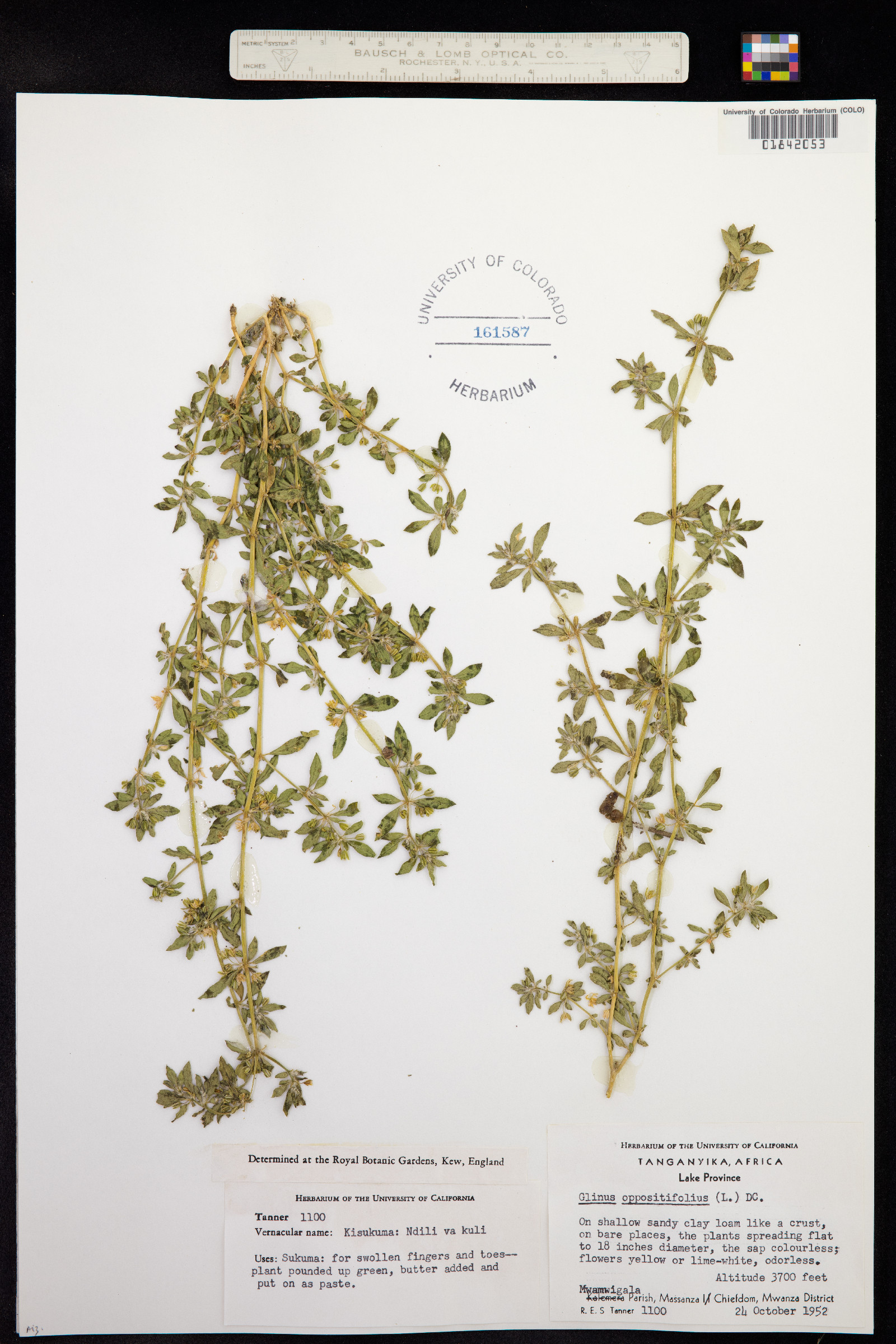 Glinus oppositifolius image