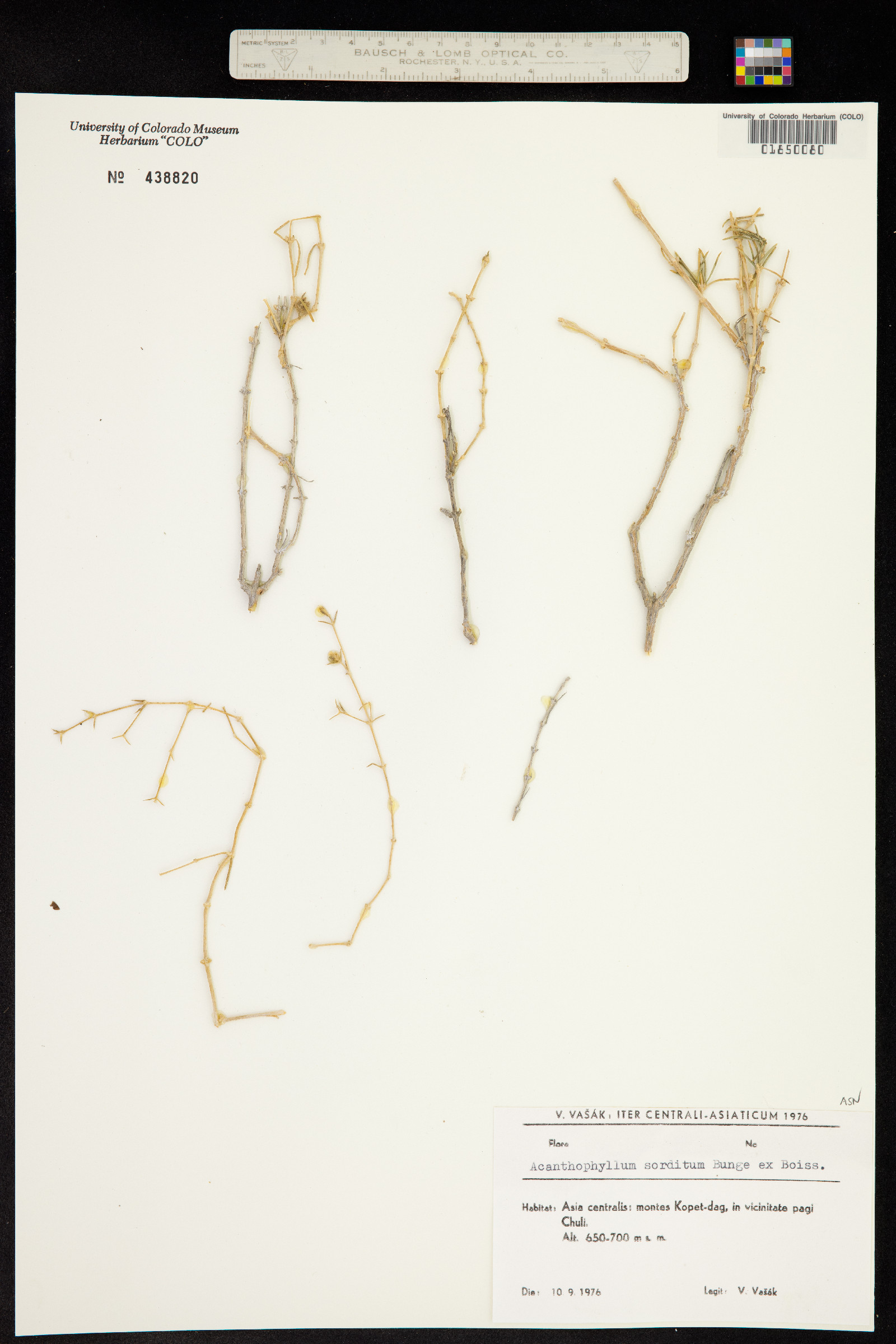 Acanthophyllum sordidum image