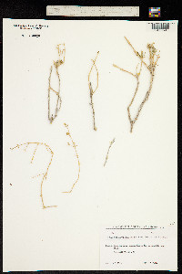 Image of Acanthophyllum sordidum