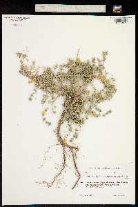 Image of Acanthophyllum squarrosum