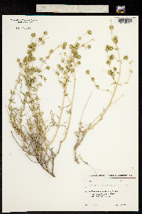 Image of Acanthophyllum mucronatum