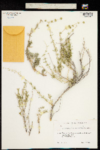 Acanthophyllum mucronatum image