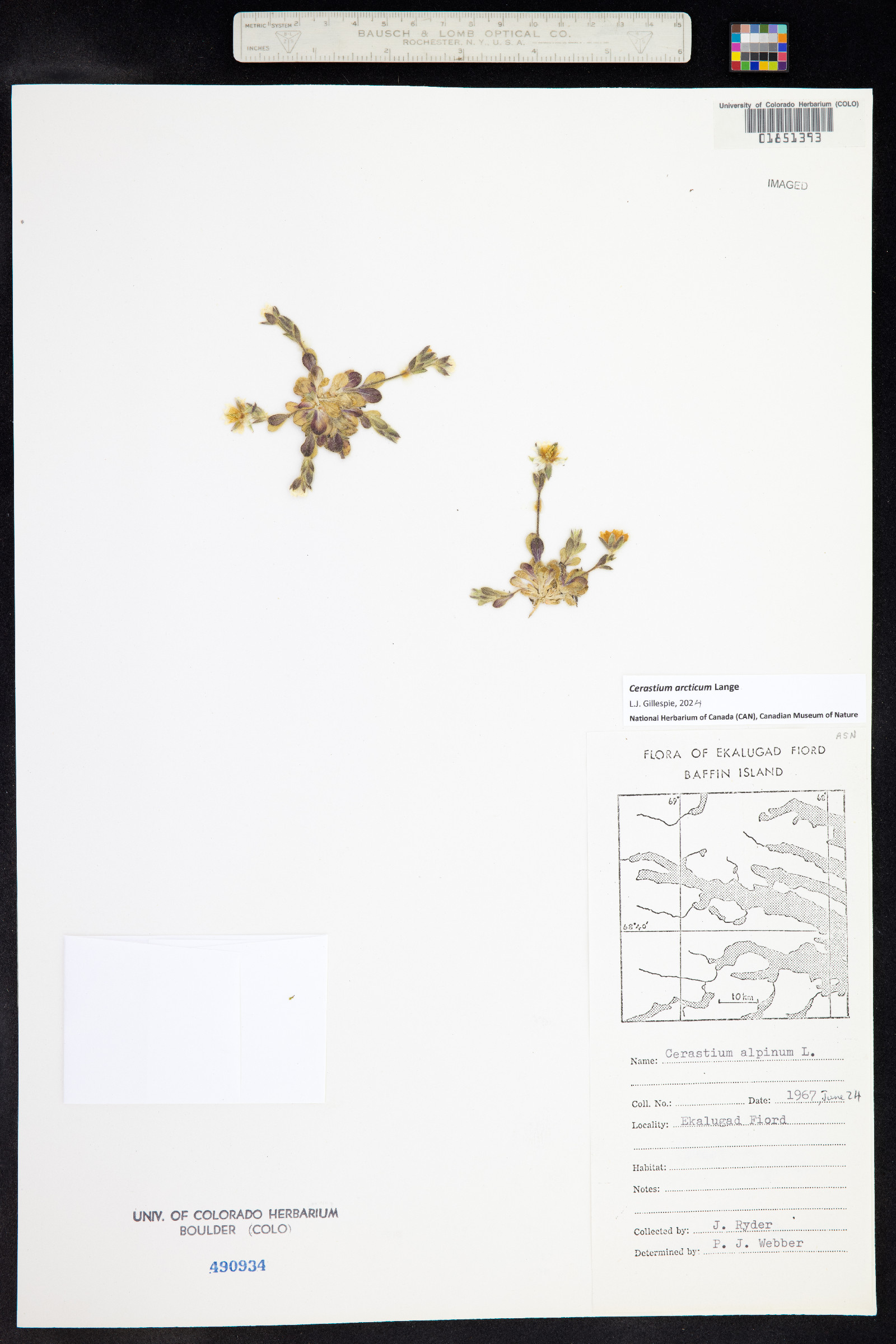 Cerastium arcticum image