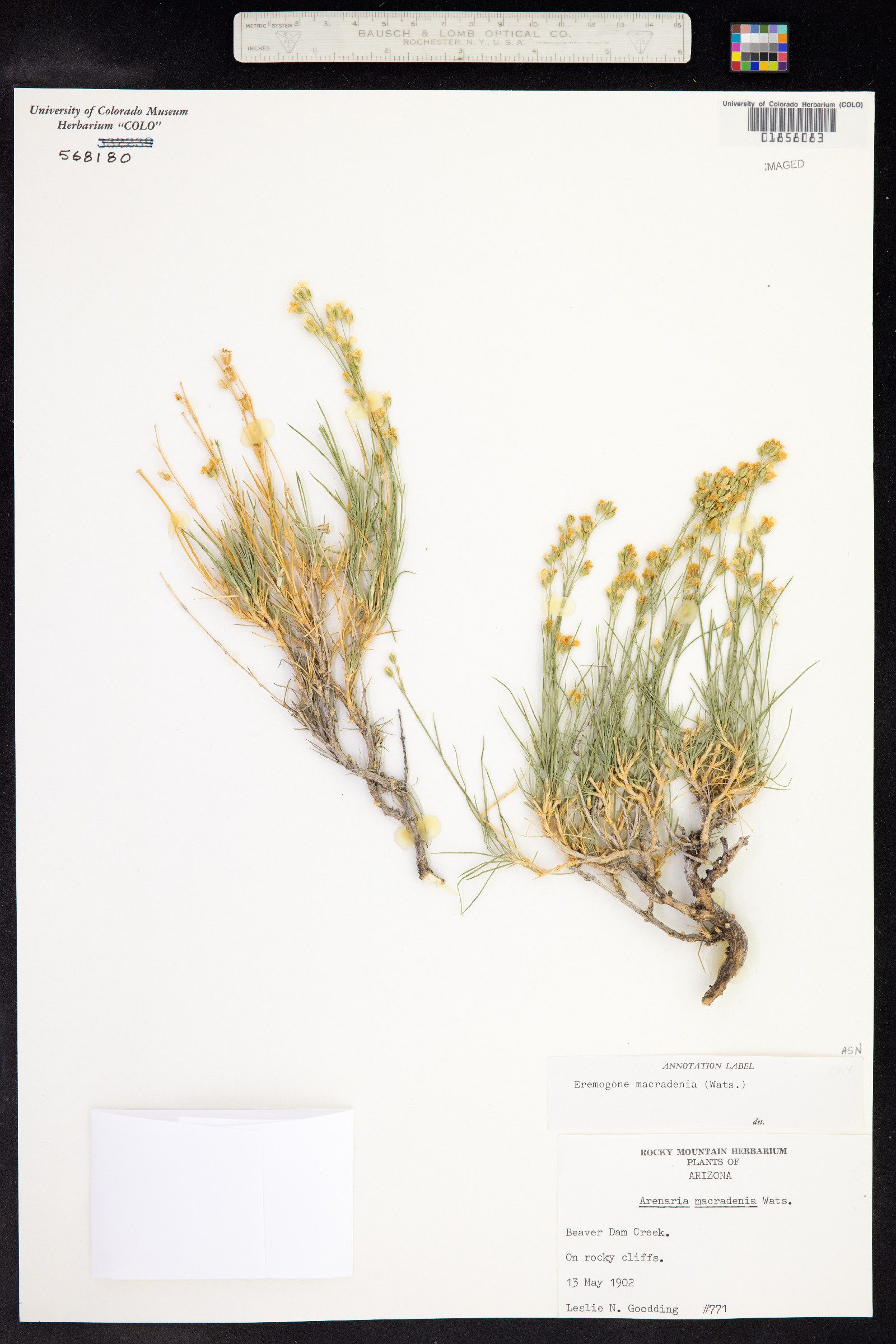 Eremogone macradenia image