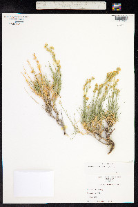 Eremogone macradenia image
