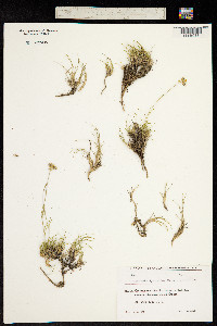 Eremogone lychnidea image