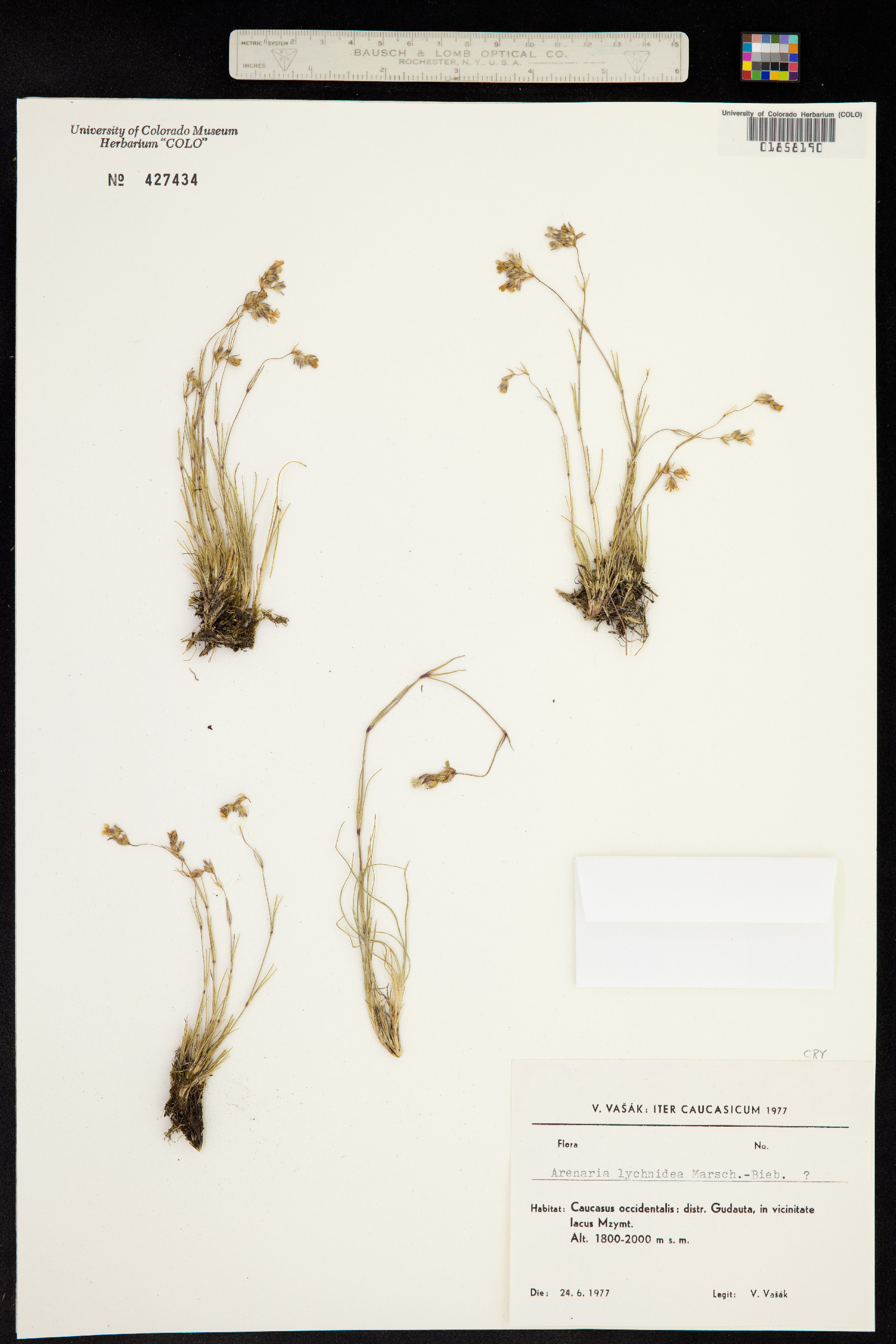 Eremogone lychnidea image