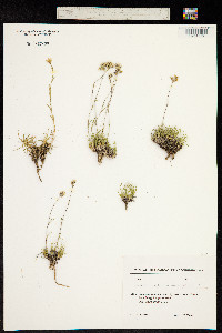 Eremogone lychnidea image