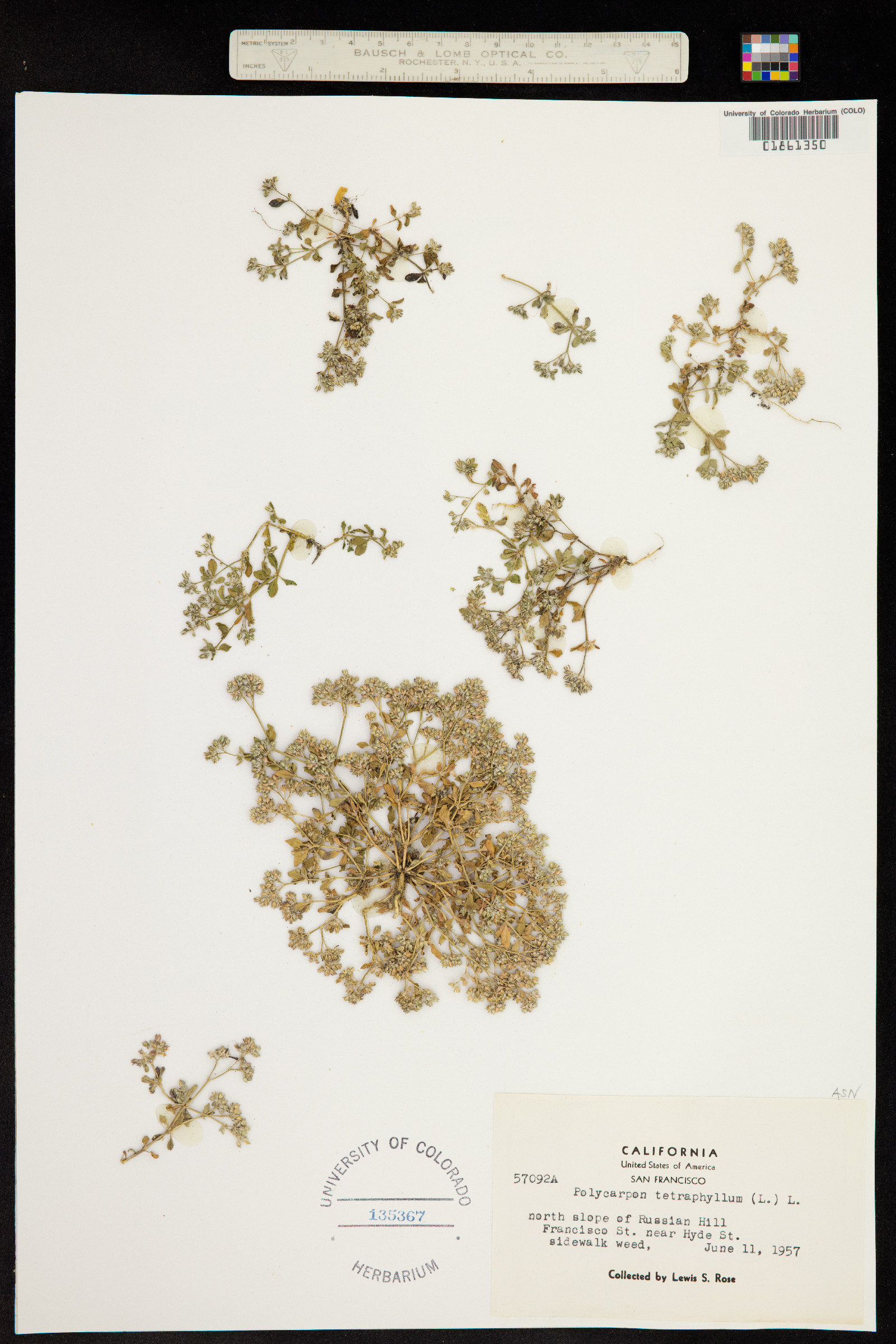 Polycarpon tetraphyllum image