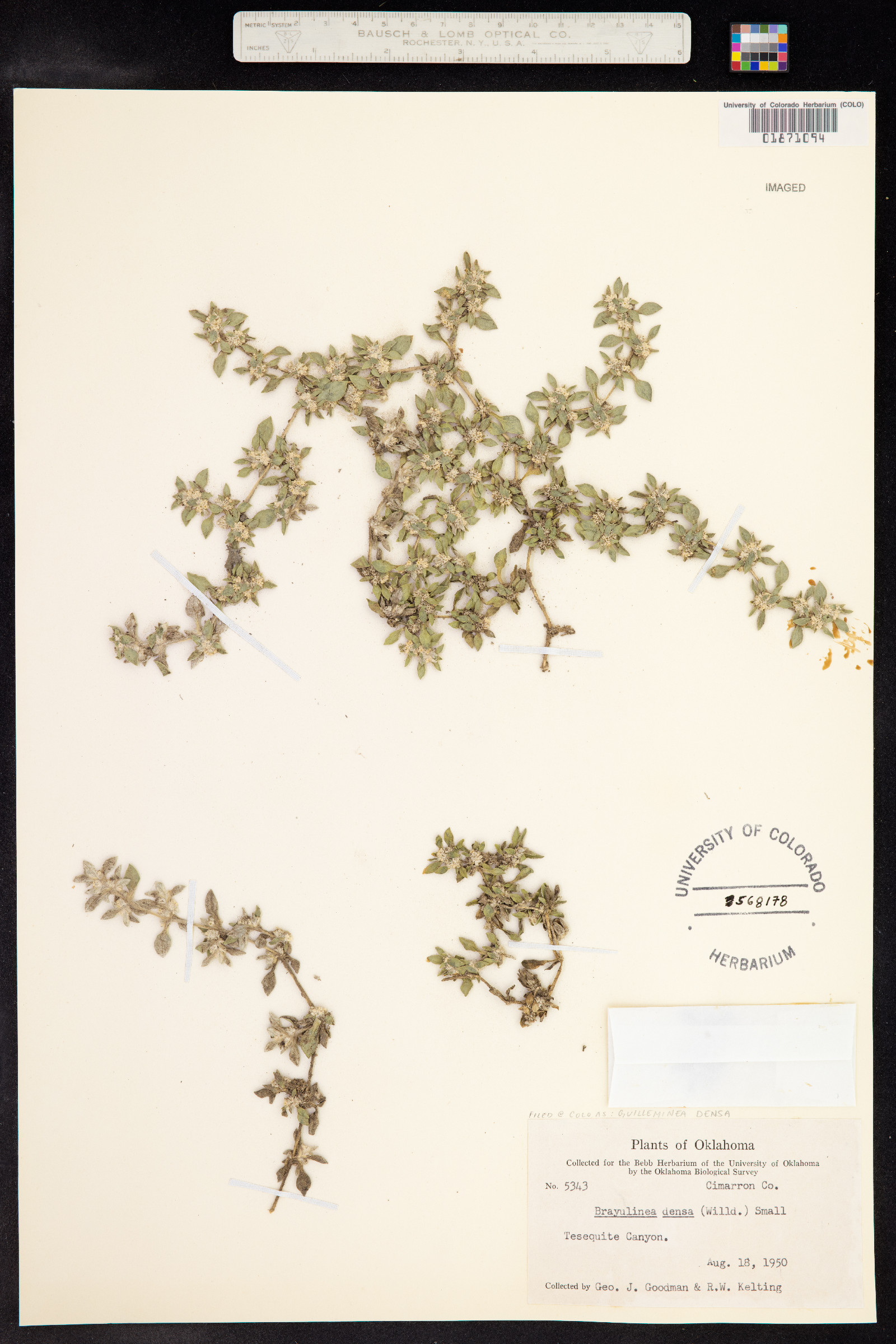 Guilleminea densa image
