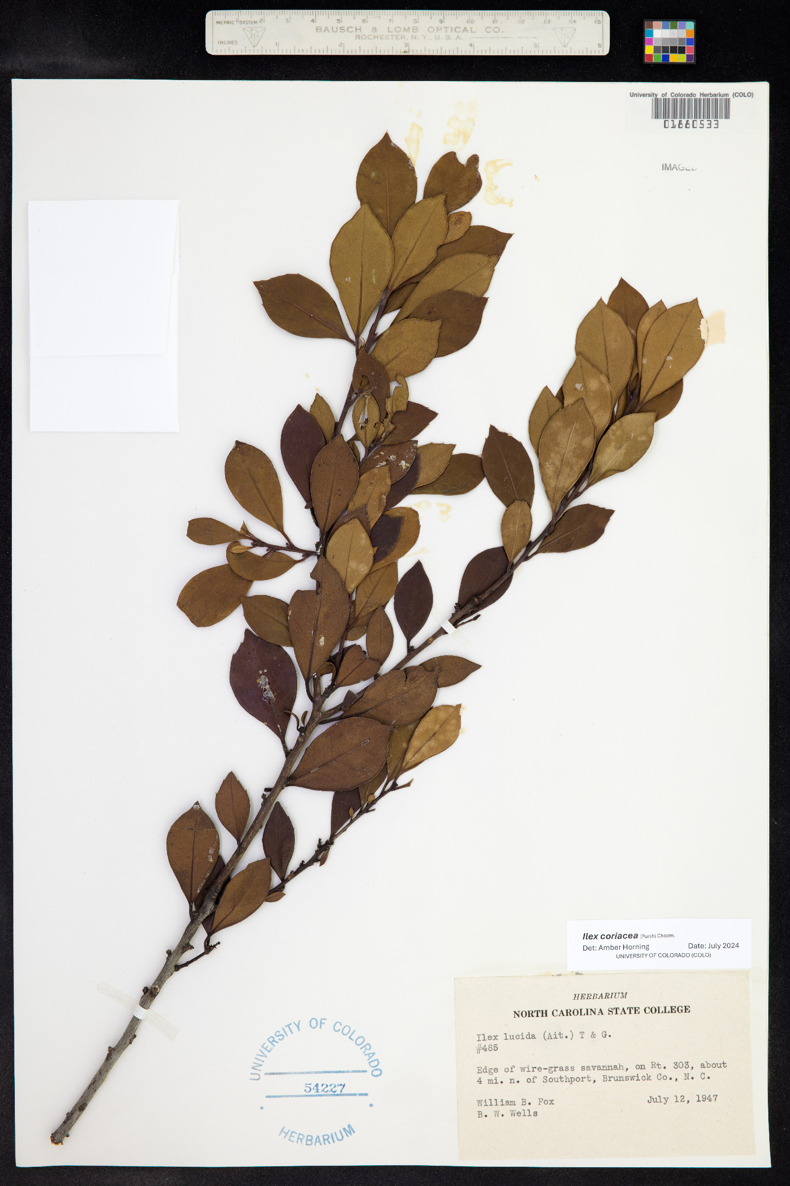 Ilex coriacea image