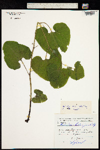 Aristolochia iberica image