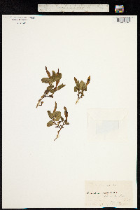 Aristolochia pallida image