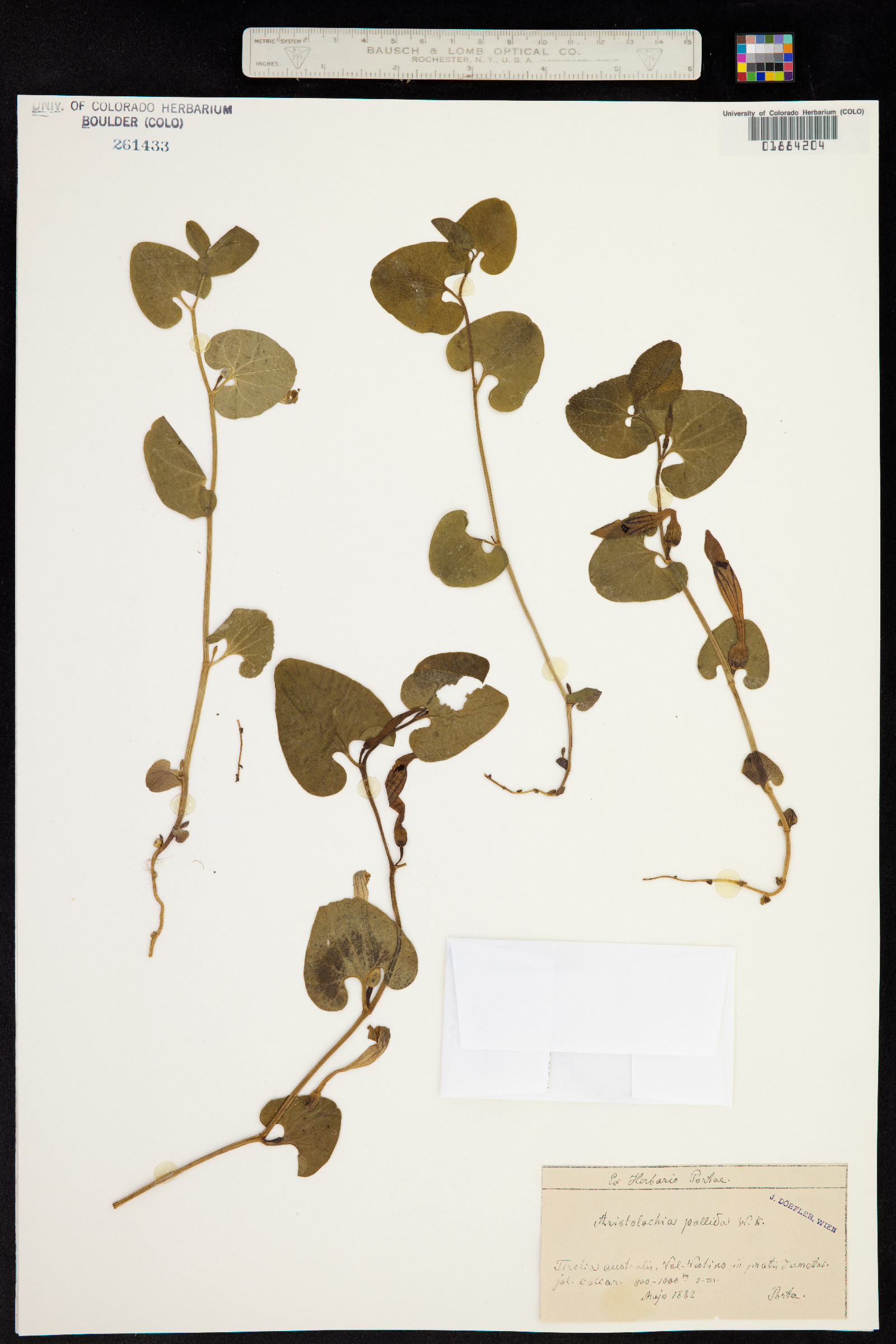 Aristolochia pallida image