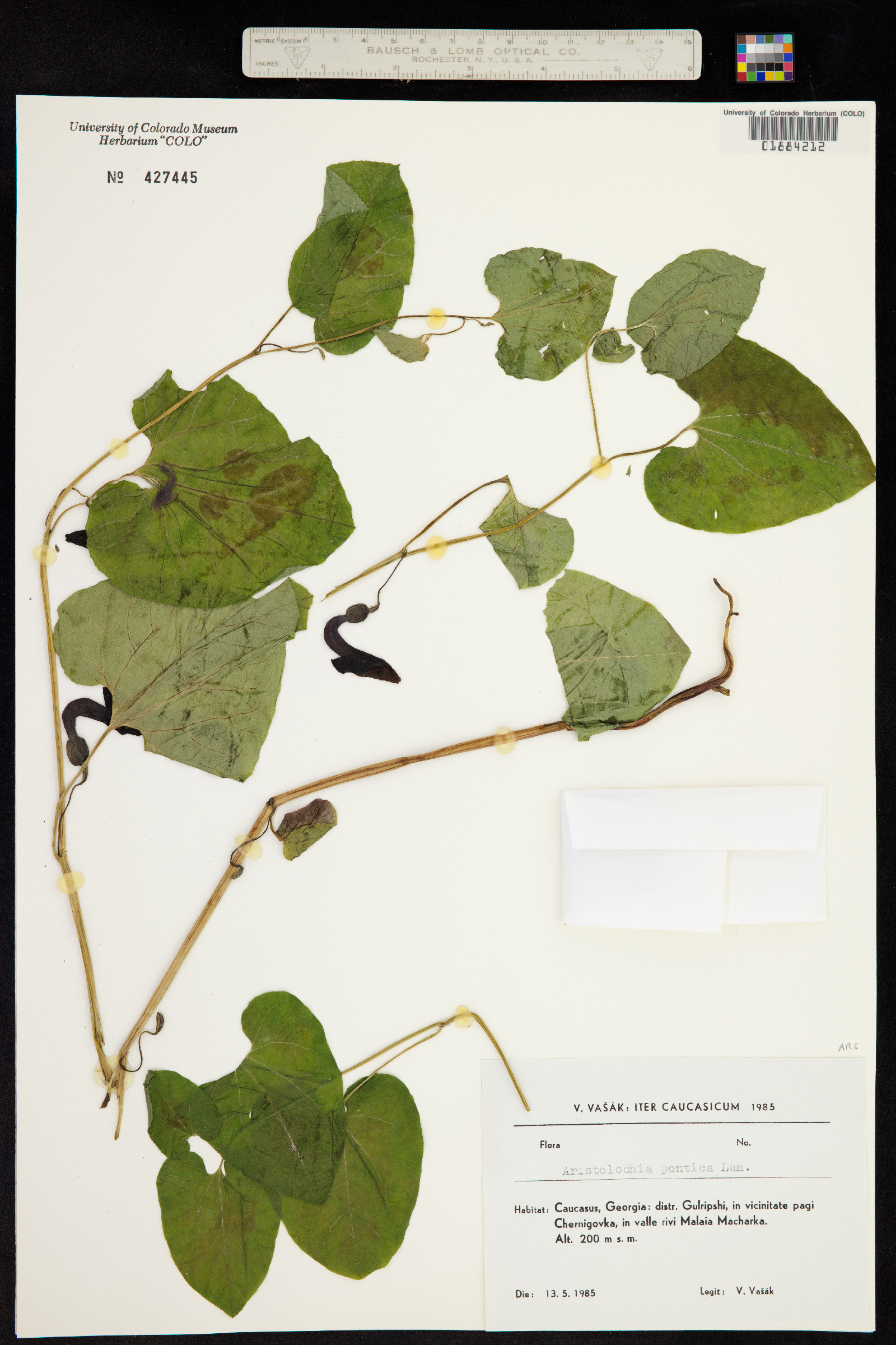 Aristolochia pontica image