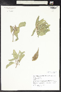 Asclepias oenotheroides image