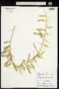 Image of Asparagus setaceus
