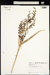 Astelia veratroides image