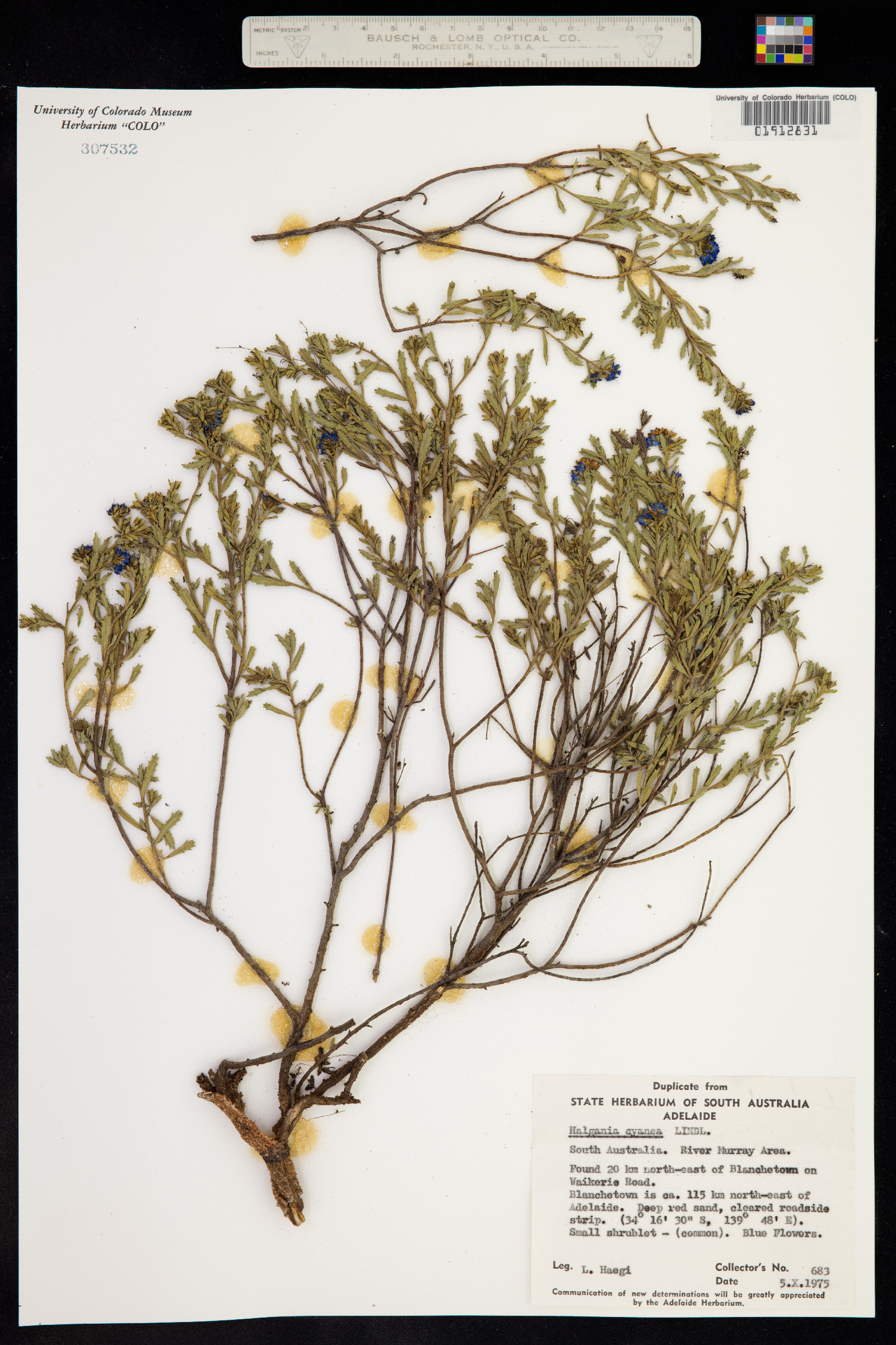 Halgania cyanea image