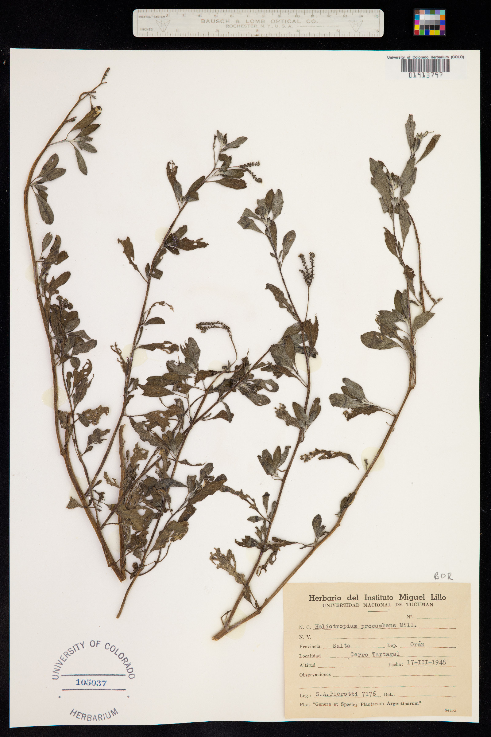 Euploca procumbens image