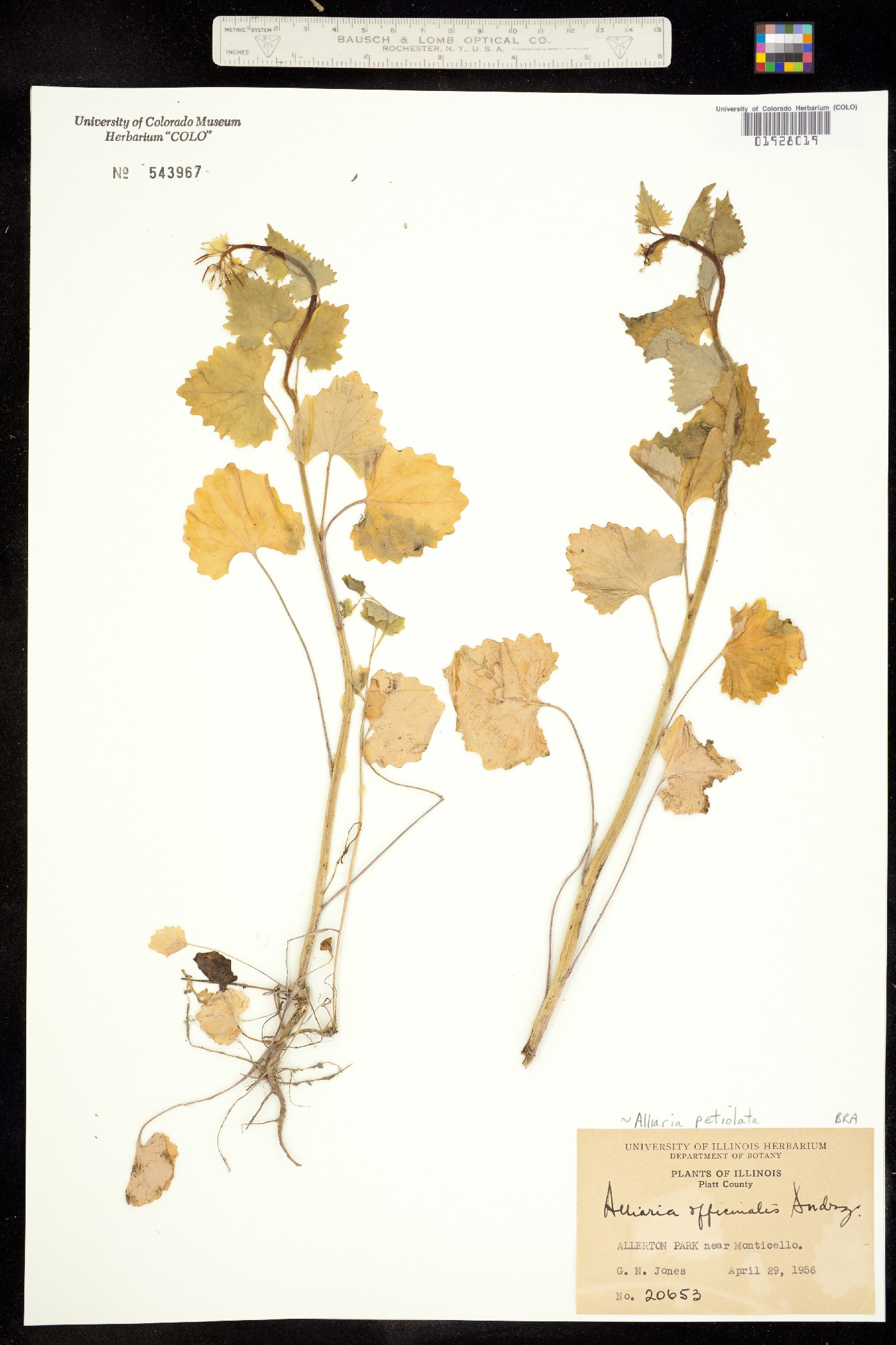 Alliaria petiolata image