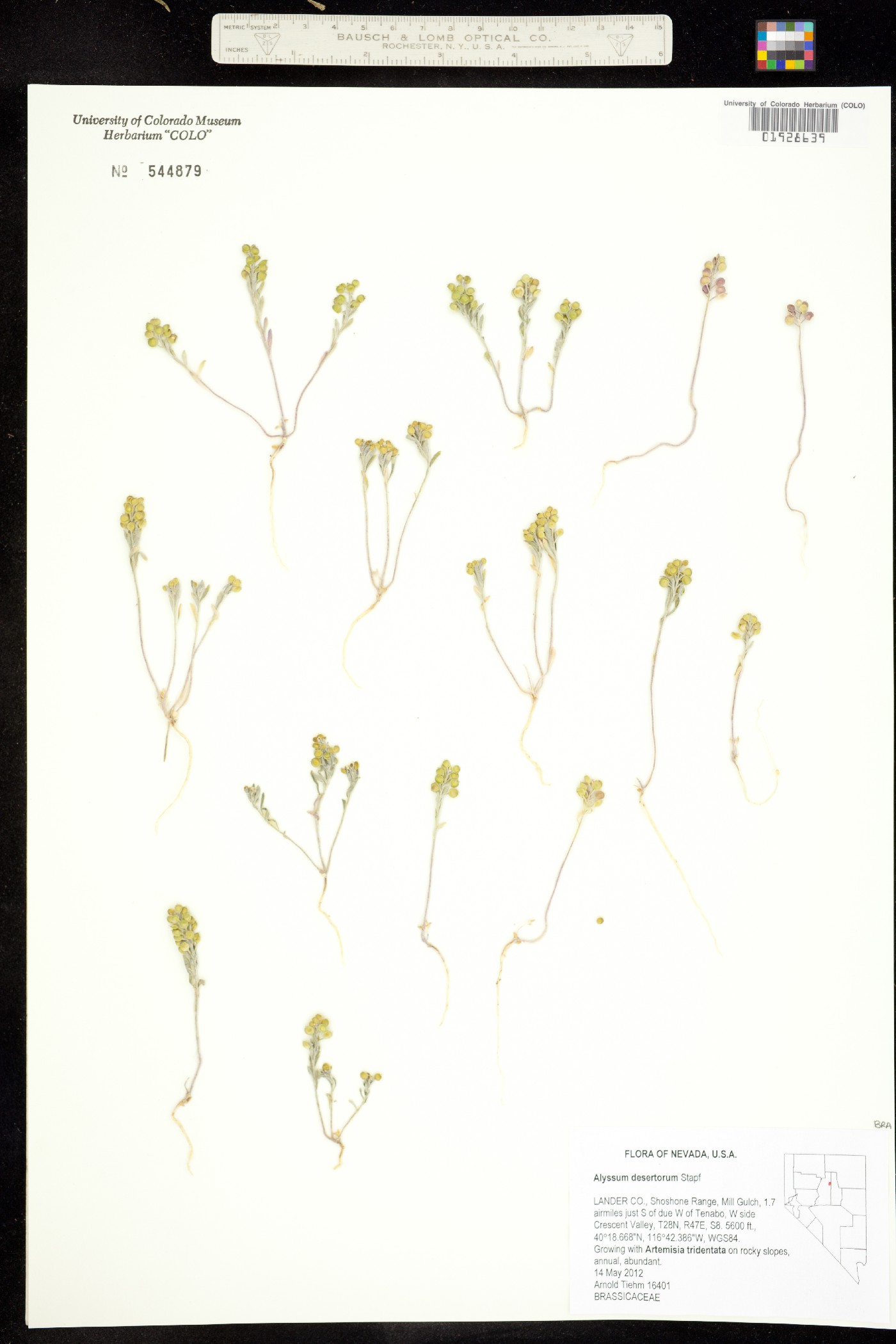 Alyssum image