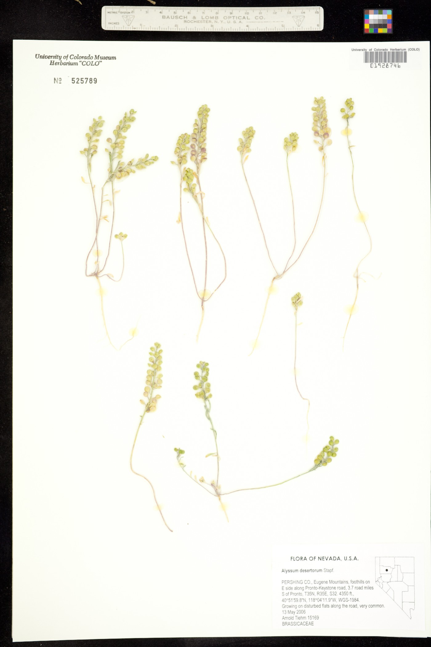 Alyssum desertorum image