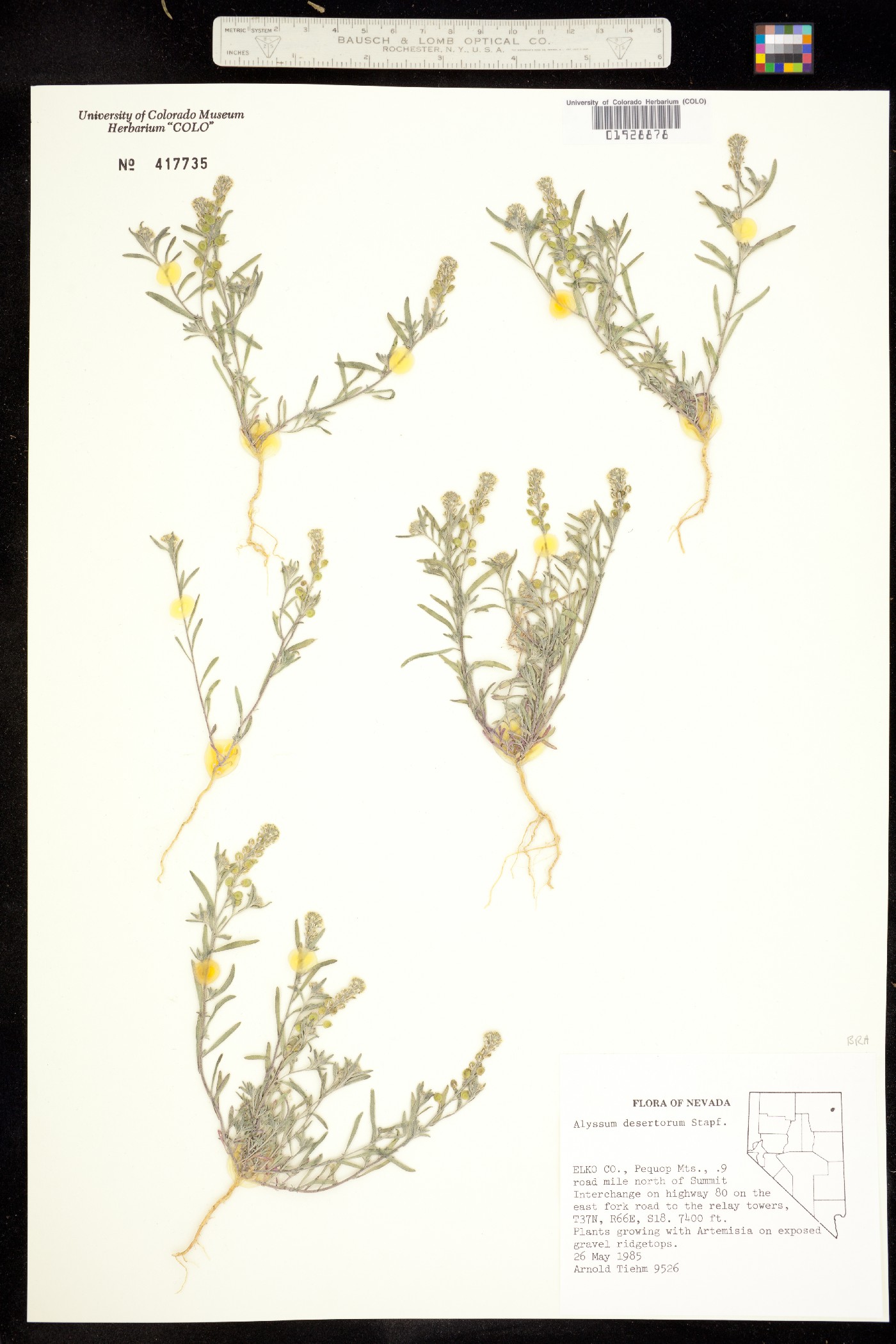 Alyssum desertorum image